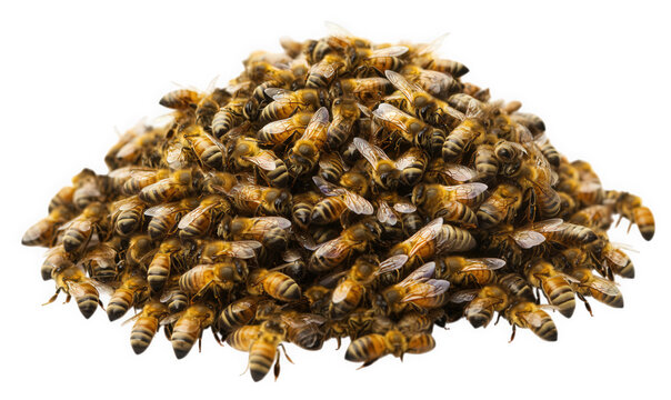 A large pile of honey bees isolated on a transparent background