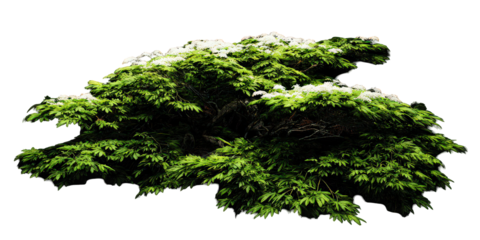 Lush Green Tree with White Blossoms on Black Background