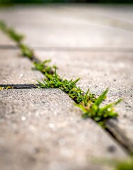 weeds growing through patio slabs
