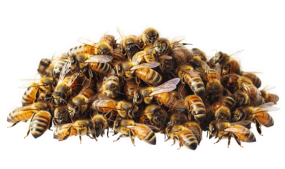 A large pile of honey bees isolated on transparent background
