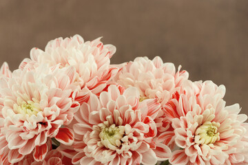 Close-up of chrysanthemum buds. Chrysanthemum flowers are arranged in a bouquet. The flowers are on a brown background. There is space for text.