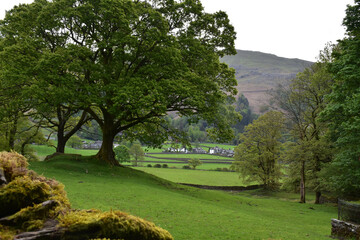 Large Trees with a Big Field in England