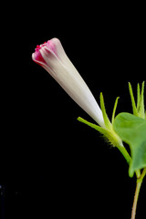 Withered flower of morning glory (Ipomoea nil) in the evening after flowering