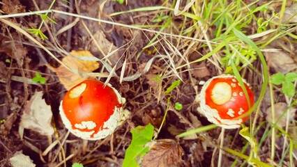 Two fly agaric mushrooms in a natural style in red and white representing magical autumn nature