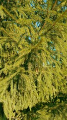 Lush green spruce branches close-up in vibrant green representing natural beauty and tranquility
