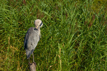 Fototapeta premium Close-up of a grey heron grooming its feathers while standing on a wooden post with reeds in background