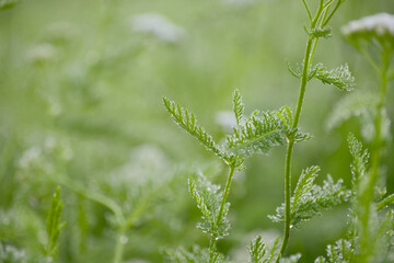 Fototapeta premium Close-up of a common yarrow leaf covered with morning dew 