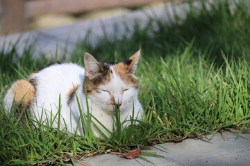 草むらで寛ぐ　三毛猫