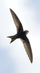 Obraz premium A Swift Bird Soaring Through the Air.