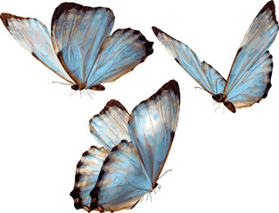 blue butterfly isolated on white © Nhung