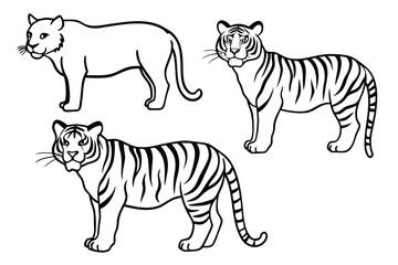 tiger vector illustration