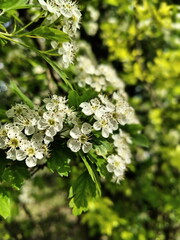 Delicate white spring blossoms on green branch with soft natural lighting and blurred green foliage background botanical nature scene