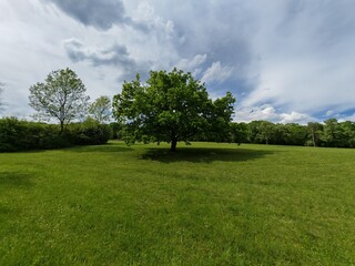 Lonely green tree in the middle of a meadow