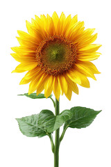 Obraz premium Vibrant Yellow Sunflower with Dewy Green Leaves on Transparent Background