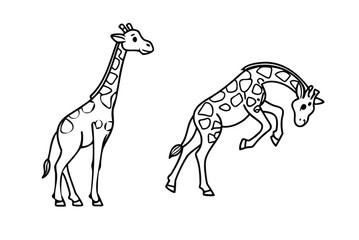 giraffe vector illustration