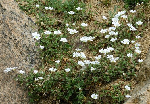pretty white field chickweed wildflowers in summer  next to granite boulders along upper straight creek trail  near  eisenhower tunnel in the  rocky mountains of colorado     