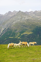 Horses on the Alpine meadows in Oetztal valley, the Austrian Alps