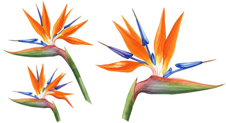 Fototapeta premium Strelitzia on a transparent background.