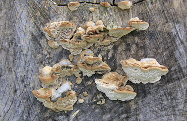 Population de champignons sur ce vieil arbre