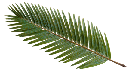 Vibrant Green Fern Leaf on Black Background