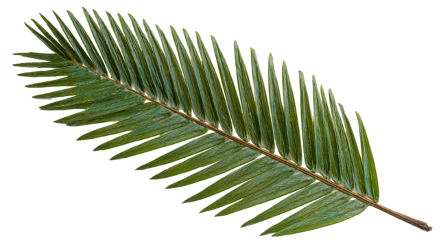 Vibrant Green Fern Leaf on Black Background