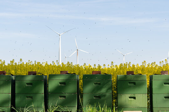 Bienenkasten vor einem Rapsfeld
