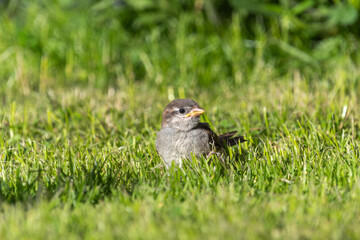 EinHaussperling Küken sitzt im Gras