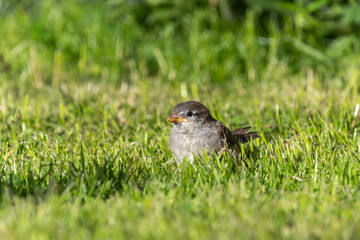 Haussperling Jungvogel
