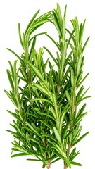 Fresh rosemary sprigs