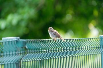 Haussperling Jungvogel