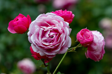 pink rose in garden