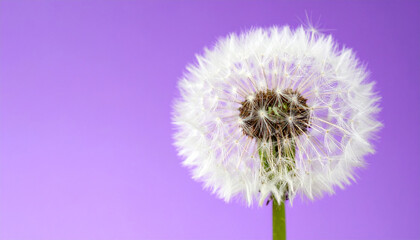 Fototapeta premium Minimalist Dandelion Seed Head Against Pastel Purple Background with Hard Shadow: Abstract Nature, Springtime Simplicity, and Delicate Beauty Concept.