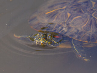 水辺のアカミミガメ