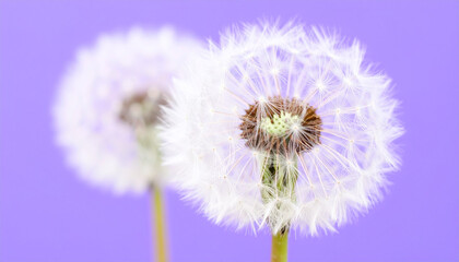 Fluffy Dandelion Seed Head on Purple Background
