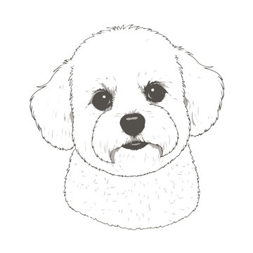 bichon frise head full body, cartoon vector digital art illustration, isolated on white transparent background