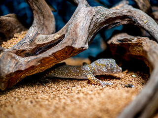 エレガンスボウユビヤモリ