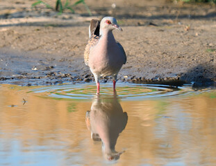 The European turtle dove bird in a pond to drink, front view, Streptopelia turtur