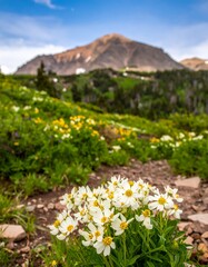 Wildflowers bloom on mountain slope, pale white and yellow wildflowers, lush green vegetation, distant peak, sunny day