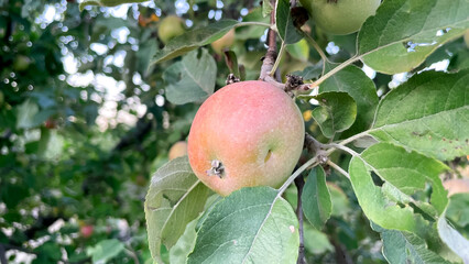 Branches of garden apple trees with green and red apples