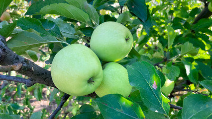 Branches of garden apple trees with green and red apples