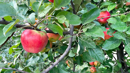 Branches of garden apple trees with green and red apples
