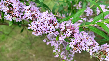 flowering branches of Buddleia alternifolius in the park garden