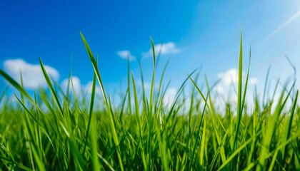Obraz premium Low angle close-up of bright green blades of grass against a bright blue sky with a few white clouds.