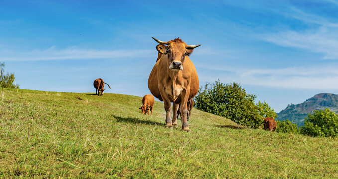 beautiful tarine cow looking camera in  french alpine pasture  under blue  sky in savoie