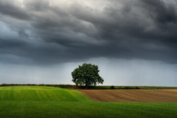 Storm clouds with rain over fields and a lone tree in the German town of Heiligenhaus, Bergisches Land region. A downpour is approaching. Dramatic rural landscape