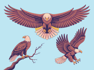 Naklejka premium Three bald eagles in different poses with wings spread on a light blue background illustration