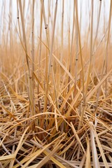 Fototapeta premium Close up of dry grass stalks creating an abstract natural textural background
