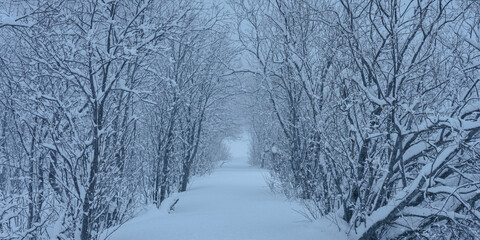 Path in a forest covered in deep snow. Winter in Norway