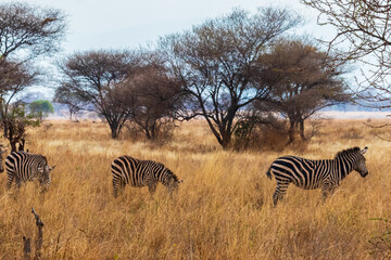 Obraz premium Herd of zebras in savanna in Tarangire national park in Tanzania. Wildlife of Africa
