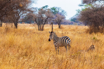 Zebras in savanna in Tarangire national park in Tanzania. Wildlife of Africa
